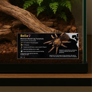 Personalized Mexican Blood Leg Tarantula Species Label, Custom Name Laminated Tag for Enclosure, Vivarium, Terrarium, Invertebrate Decor