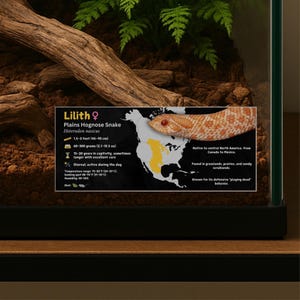 Etiqueta personalizada para espécies de Plains Hognose, etiqueta com informações laminadas para cobras com nome personalizado, adesivo para vivário, decoração de recinto, cuidados com cobras