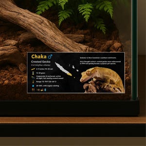 Etiqueta personalizada para recinto de gecko crestado: decoración laminada con información para vivero