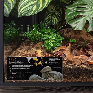 Pode incluir: Um close-up de uma piton reticulada, tamb&eacute;m conhecida como Malayopython reticulatus, em um terr&aacute;rio. A cobra &eacute; marrom claro com marcas marrons escuras. O terr&aacute;rio &eacute; decorado com plantas e rochas. O texto no cart&atilde;o de informa&ccedil;&otilde;es diz "Lily, Piton reticulada, Malayopython reticulatus, Tipicamente de 10 a 20 p&eacute;s (3 a 6 m) de comprimento, mas alguns excedem 20 p&eacute;s, as localidades an&atilde;s e super an&atilde;s crescem menores, de 10 a 250 libras (4,5 a 113 kg) dependendo da localidade, de 20 a 30 anos em cativeiro, &agrave;s vezes mais tempo com cuidados excelentes, Noturna e crepuscular, mais ativa &agrave; noite, ao anoitecer e ao amanhecer, Faixa de temperatura: 70-87 &deg;F (21-31 &deg;C), ponto de aquecimento 90-127 &deg;F (32-53 &deg;C), Umidade: 50-80 %, Nativa do sul e sudeste da &Aacute;sia, da &Iacute;ndia &agrave; Indon&eacute;sia, Encontrada em florestas tropicais, pastagens e perto de fontes de &aacute;gua, A esp&eacute;cie de cobra mais longa do mundo."