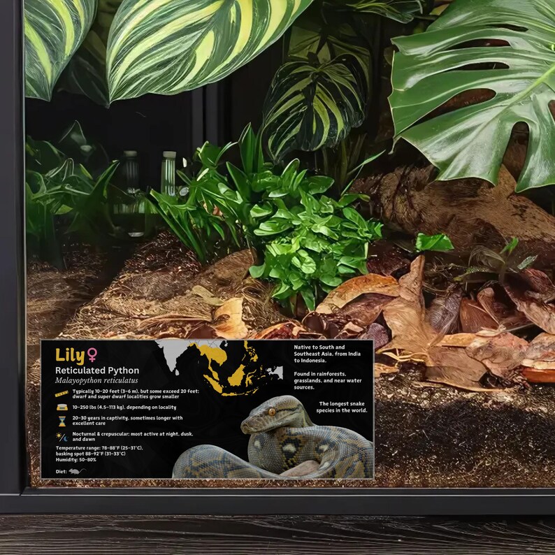 Pode incluir: Um close-up de uma piton reticulada, tamb&eacute;m conhecida como Malayopython reticulatus, em um terr&aacute;rio. A cobra &eacute; marrom claro com marcas marrons escuras. O terr&aacute;rio &eacute; decorado com plantas e rochas. O texto no cart&atilde;o de informa&ccedil;&otilde;es diz "Lily, Piton reticulada, Malayopython reticulatus, Tipicamente de 10 a 20 p&eacute;s (3 a 6 m) de comprimento, mas alguns excedem 20 p&eacute;s, as localidades an&atilde;s e super an&atilde;s crescem menores, de 10 a 250 libras (4,5 a 113 kg) dependendo da localidade, de 20 a 30 anos em cativeiro, &agrave;s vezes mais tempo com cuidados excelentes, Noturna e crepuscular, mais ativa &agrave; noite, ao anoitecer e ao amanhecer, Faixa de temperatura: 70-87 &deg;F (21-31 &deg;C), ponto de aquecimento 90-127 &deg;F (32-53 &deg;C), Umidade: 50-80 %, Nativa do sul e sudeste da &Aacute;sia, da &Iacute;ndia &agrave; Indon&eacute;sia, Encontrada em florestas tropicais, pastagens e perto de fontes de &aacute;gua, A esp&eacute;cie de cobra mais longa do mundo."