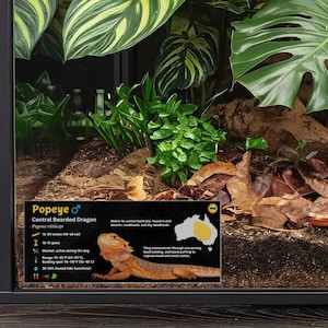 Etiqueta personalizada para terrario de dragón barbudo: Decoración laminada con información para terrario. Gold / Male