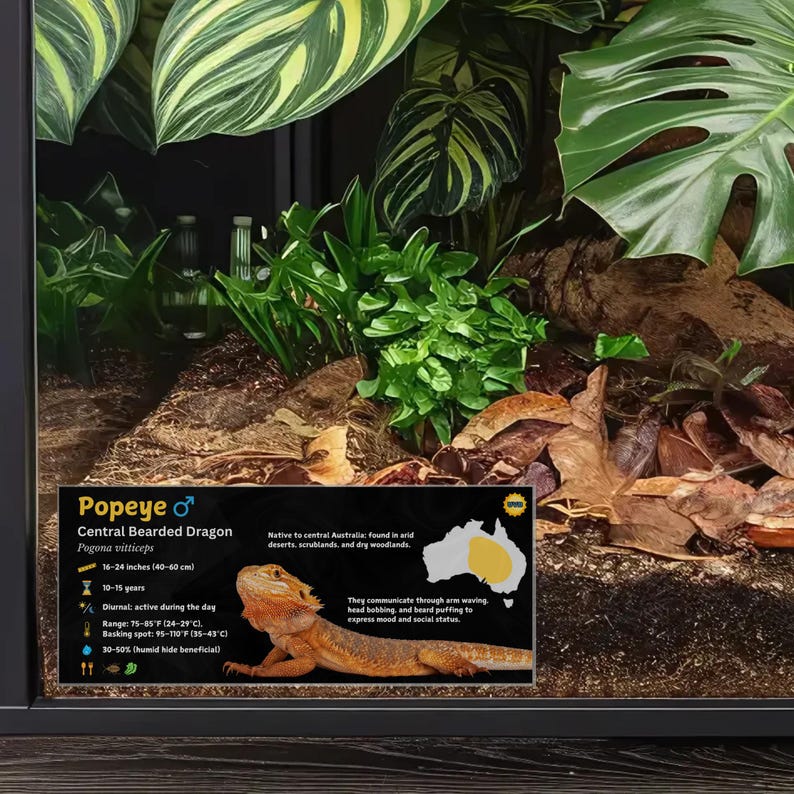 Etiqueta personalizada para terrario de dragón barbudo: Decoración laminada con información para terrario. Gold / Male