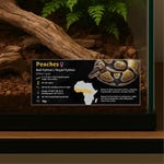 Ball Python Decor