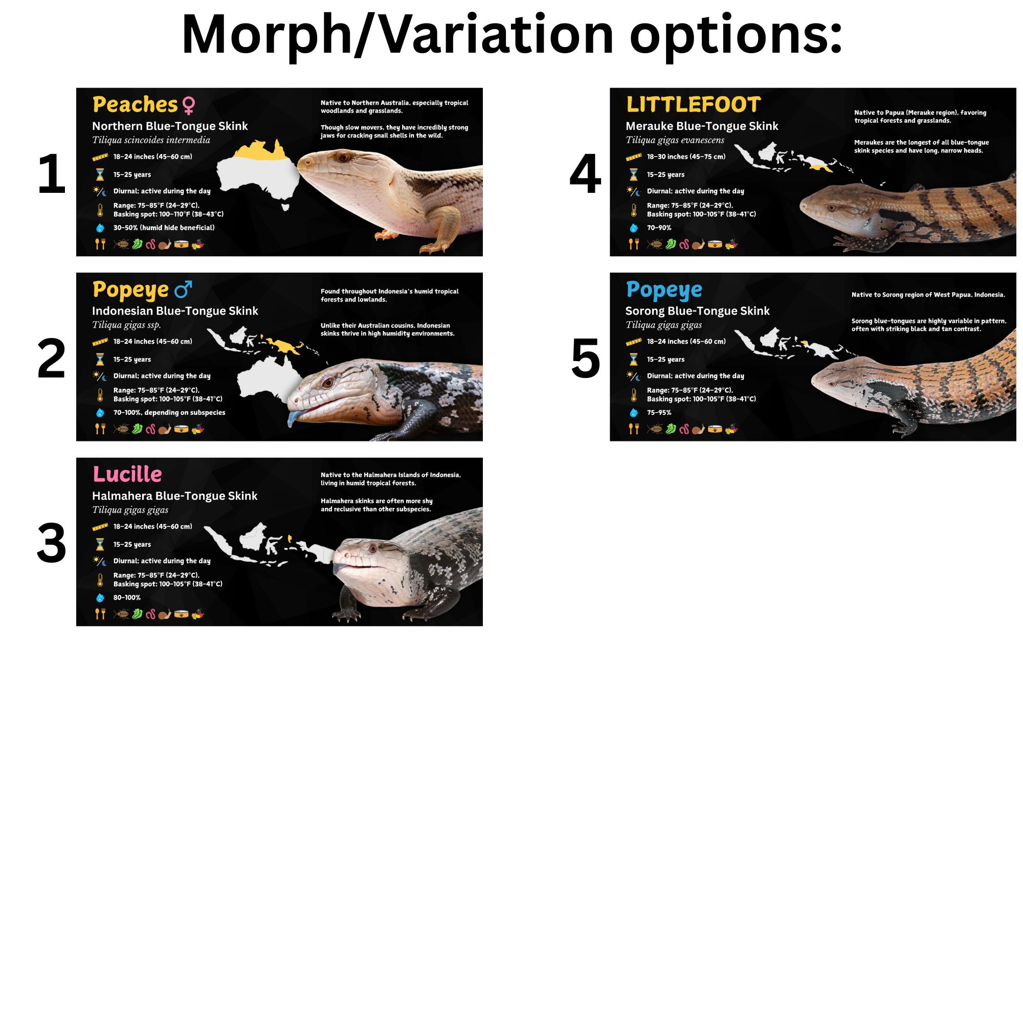 Skink Flash Card.pdf Personalized Blue-tongue Skink Enclosure Label: Laminated Vivarium ...
