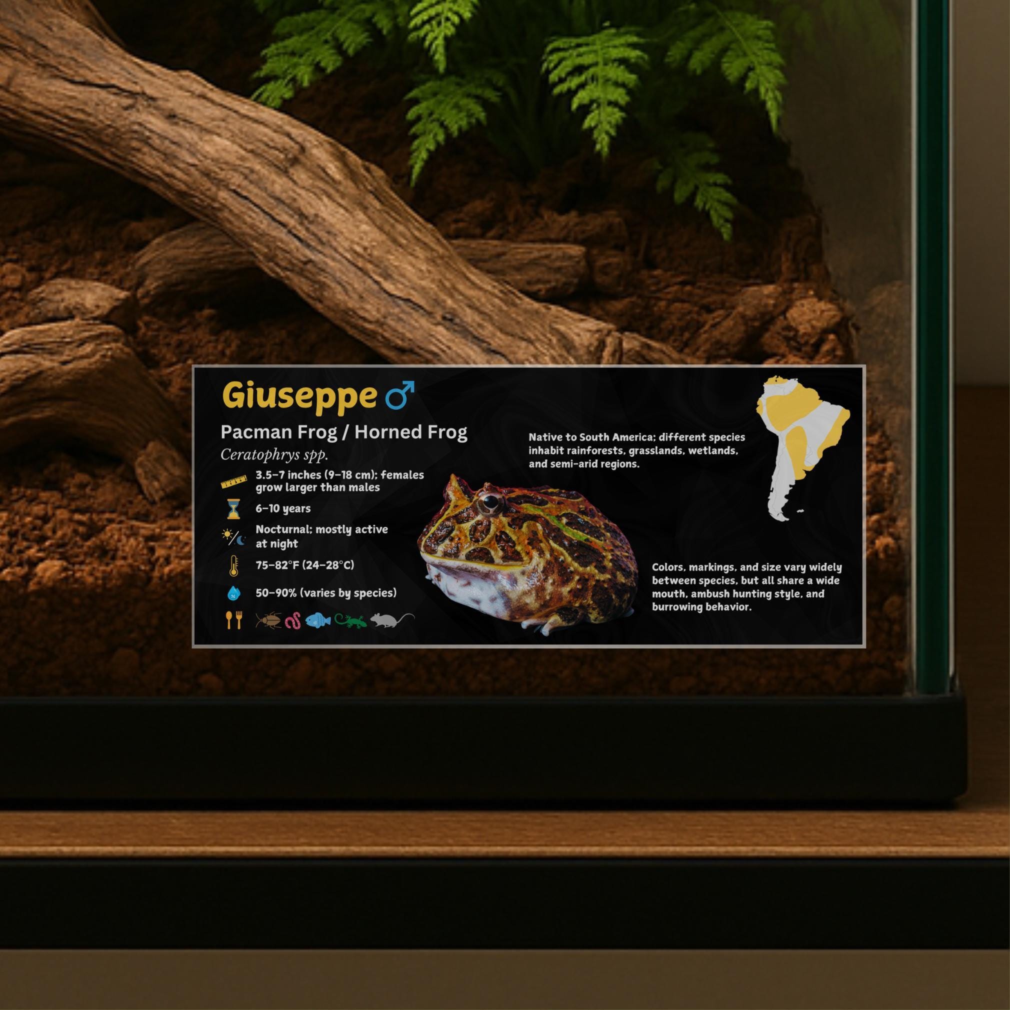 Personalized Pacman Frog Enclosure Label: Laminated Vivarium