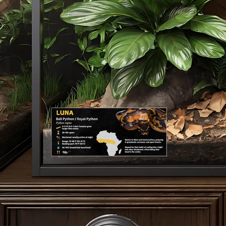 Etiqueta personalizada para recinto de pitón bola: decoración laminada con información para vivero Gold / No Icon
