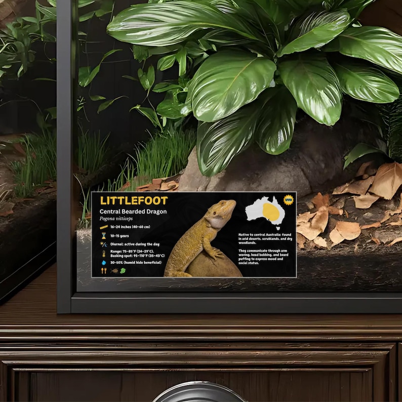 Etiqueta personalizada para terrario de dragón barbudo: Decoración laminada con información para terrario. Gold / No Icon