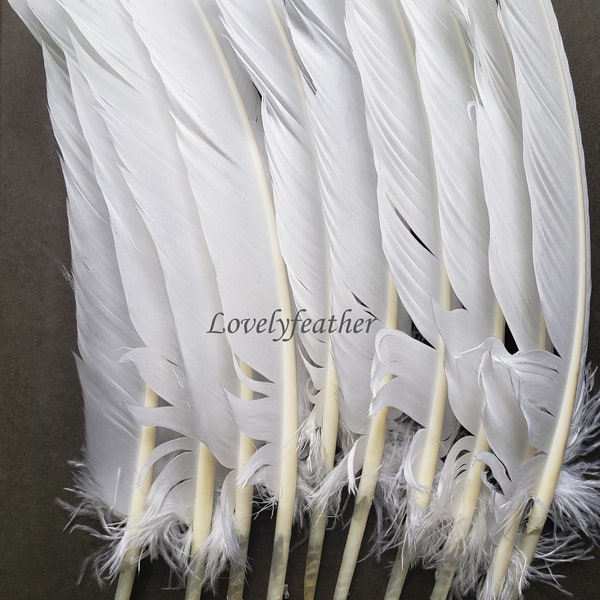 50 Pcs couleur blanche plumes de plumes de dinde 10 à 12 pouces