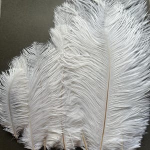 50 pezzi di bellissime piume di struzzo di colore bianco
