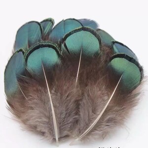 50 pezzi Lady Amherst Pheasant verde piuma cangiante colore naturale