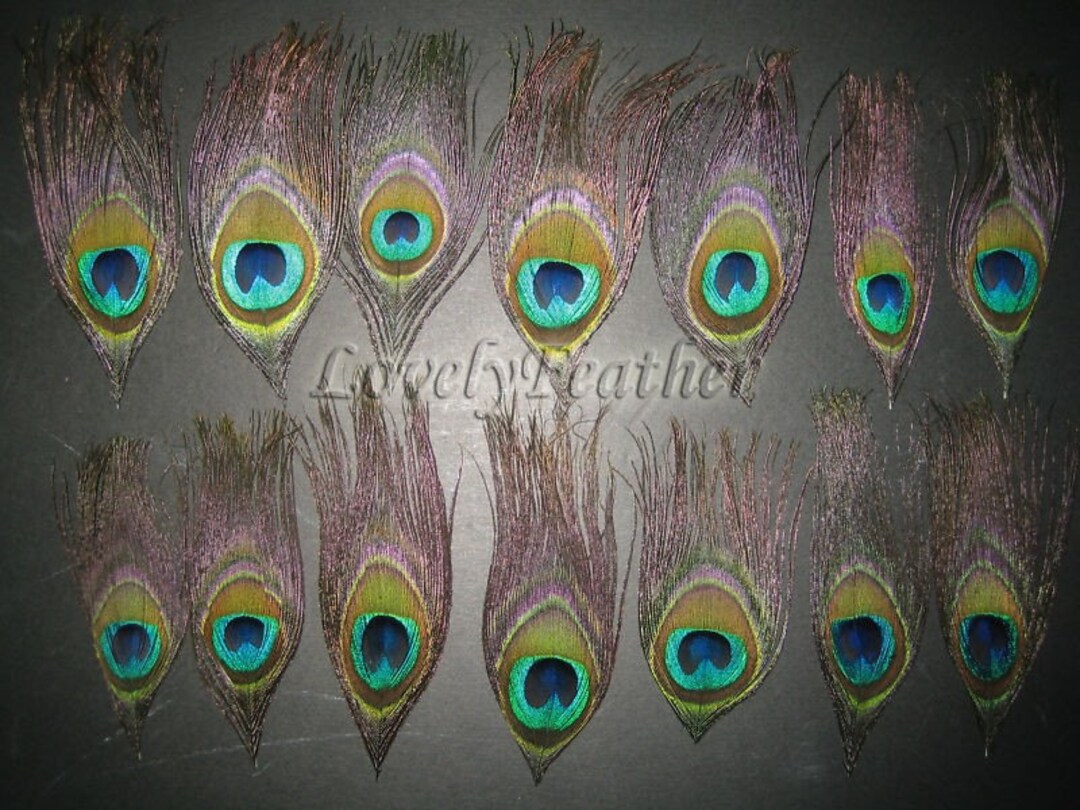 10 Pcs 10-12inch Peacock Feather Peacock Eye Feather for Decor 