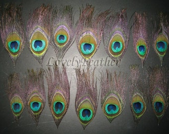 50 Pieces beautiful Peacock eye feather of natural color