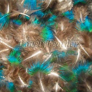100 pezzi bellissime piume di piumaggio blu pavone colore naturale
