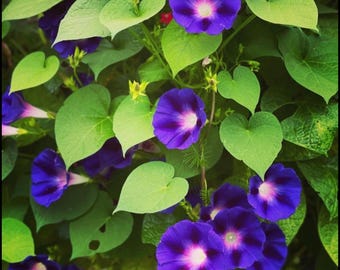 May include: A close-up of a vine with purple morning glory flowers. The flowers have a white center and are blooming against a backdrop of green leaves.