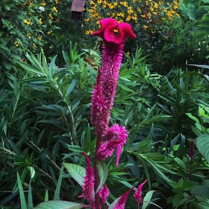 May include: A vibrant pink flower with a unique, feathery texture blooms in a lush green garden. The flower stands tall against a backdrop of green foliage.