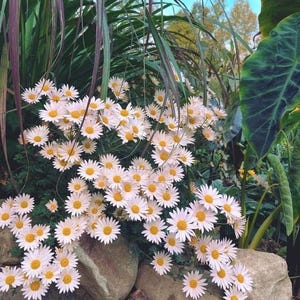 Chrysanthemum Sheffield Pink 5 bare roots