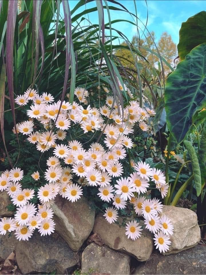 Chrysanthemum Sheffield Pink 5 bare roots