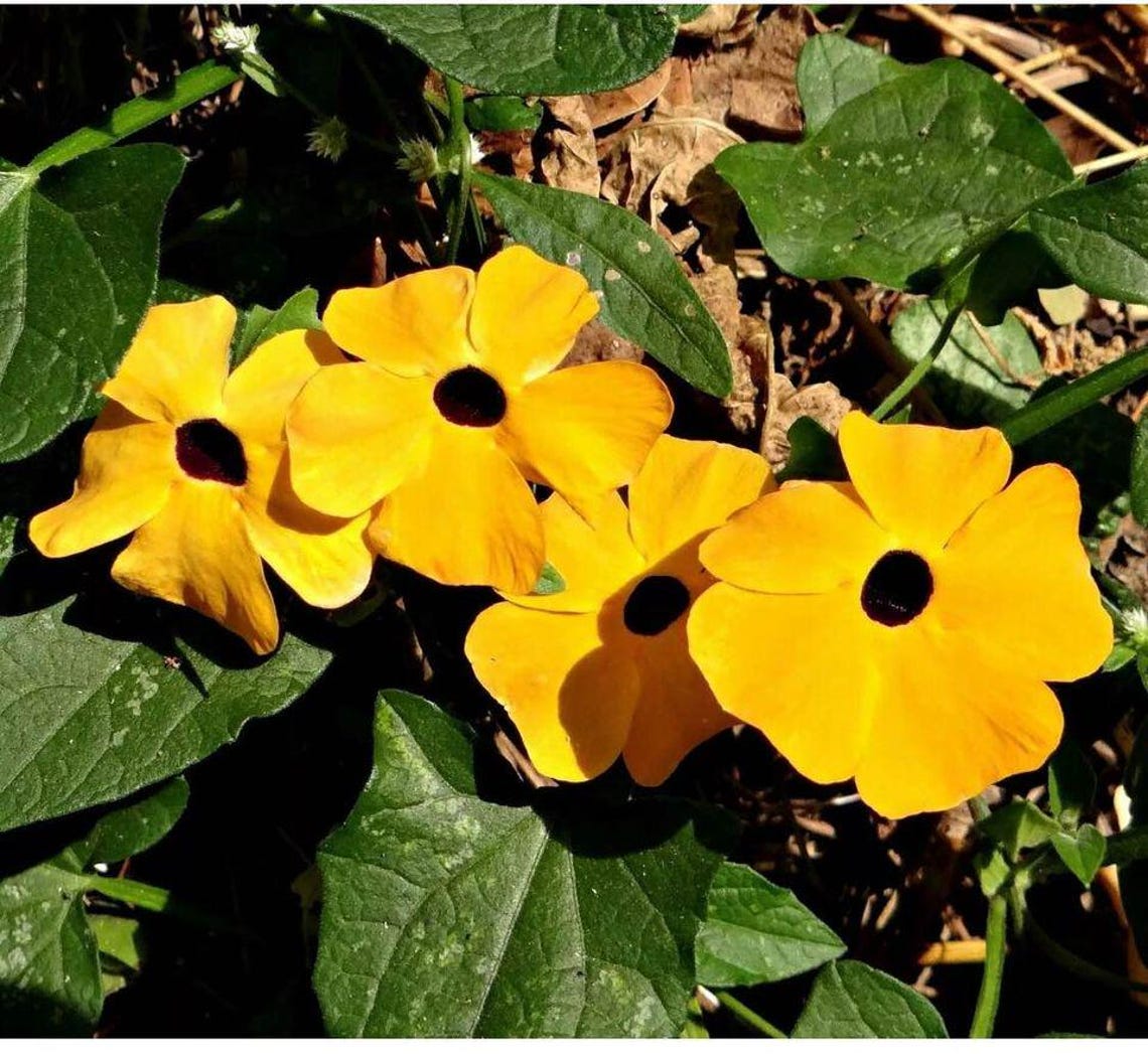 Black Eyed Susan Deer Resistant