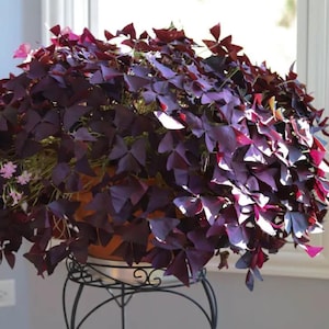 5   Hardy perennial Oxalis Triangularis (Purple Shamrock) bulbs Very easy to growing