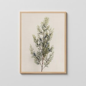 May include: A framed botanical print featuring a sprig of green juniper with small blue berries. The artwork is set against a cream-colored background and framed in a light wood frame, suitable for home decor.