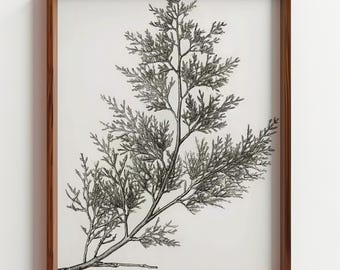 Vintage Cypress Branch Illustration, Botanical Ink Drawing, Minimalist Tree Print, Scientific Nature Wall Art, Simple Greenery, Digital