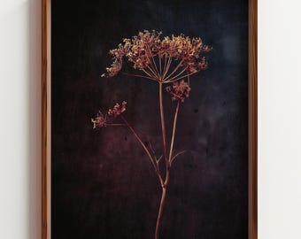 May include: A framed botanical print featuring a dried flower with delicate, branching stems and seed heads. The flower is a muted brown color, set against a dark, textured background with hints of purple and blue. The frame is made of wood.