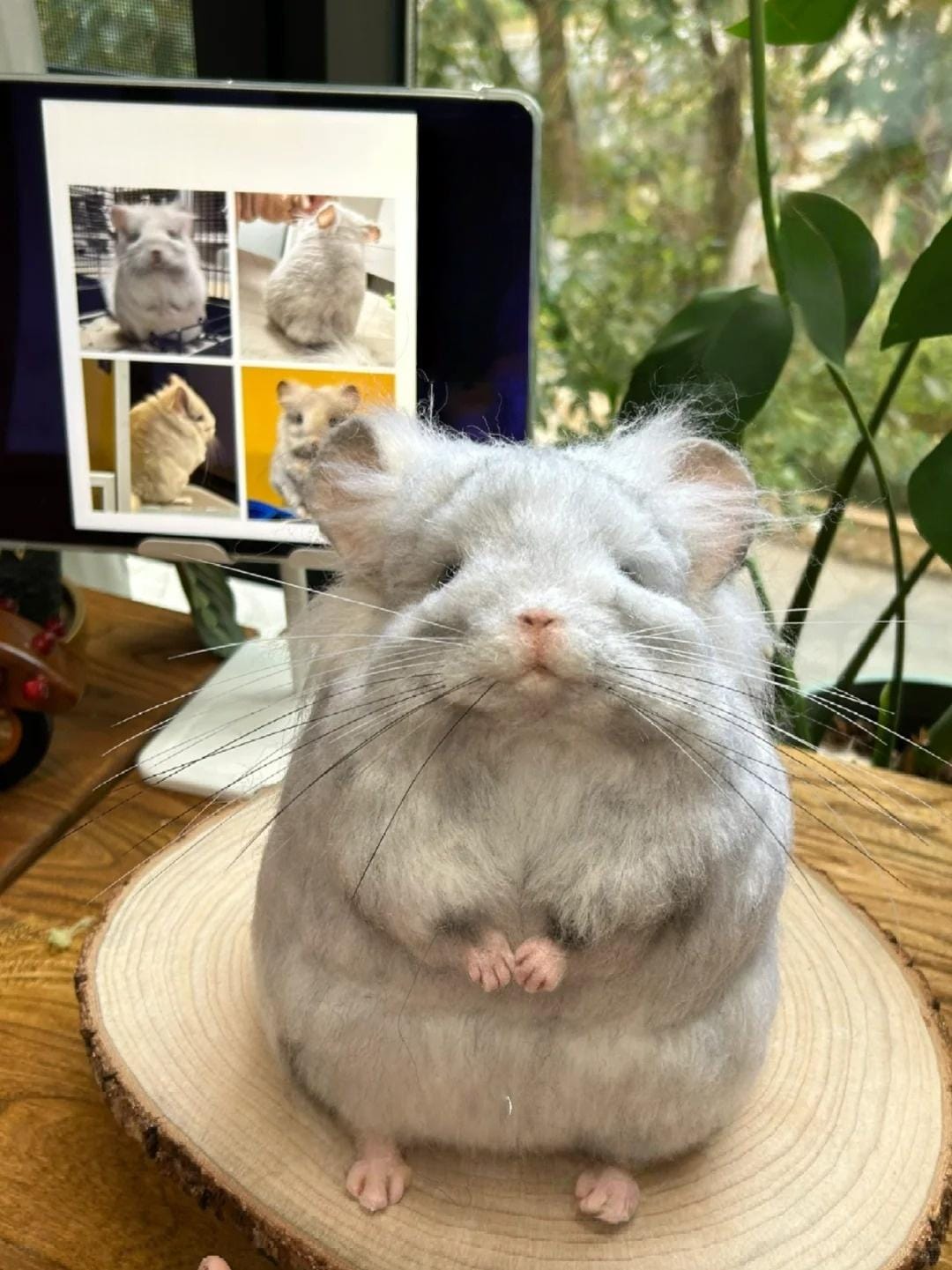 Different Types Chinchilla Colors And Prices Two Cute Chinchillas