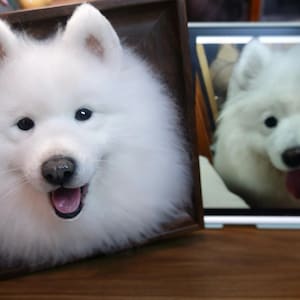 Retrato de perro samoyedo hecho con fieltro agujado, regalo conmemorativo personalizado para mascotas