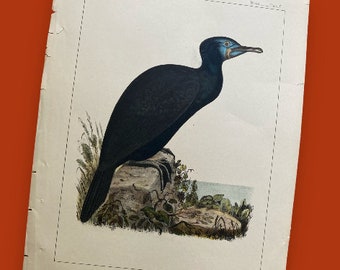 ANTIQUE BIRD Print:  Brandt's Cormorant - 1859 Hand-Colored, from Geographical Survey - LA