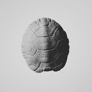 Puede incluir: Imagen en escala de grises de un caparazón de tortuga, que muestra un patrón detallado y texturizado. El caparazón es de forma ovalada, con placas segmentadas y crestas. La iluminación crea sombras, enfatizando la forma tridimensional.