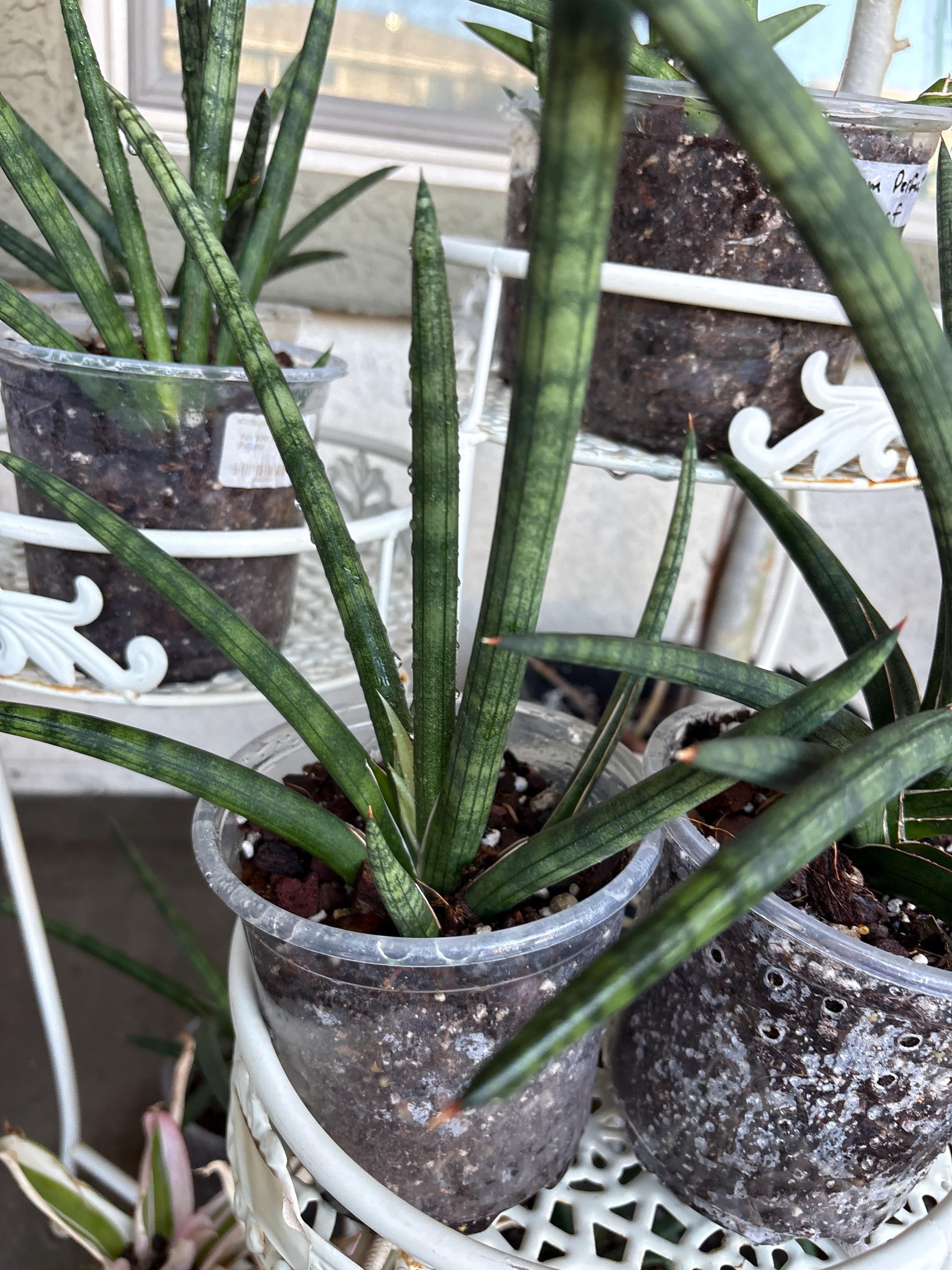 Sanseveria Walking Snake in 5 Inches Pot - Etsy