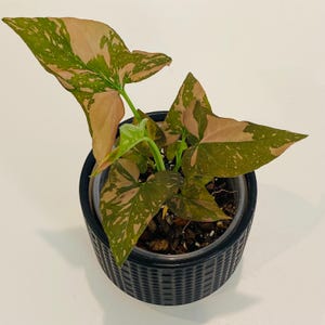 Syngonium Pink Splash – 5” Pot | Vibrant Pink Variegated Arrowhead | Tropical Aroid | RPlantAsian