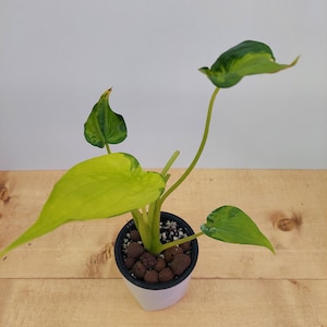 Rare Variegated Alocasia | Vibrant Multicolor Foliage | Live Plant | Stunning Heart-Shaped Leaves | Collector's Choice
