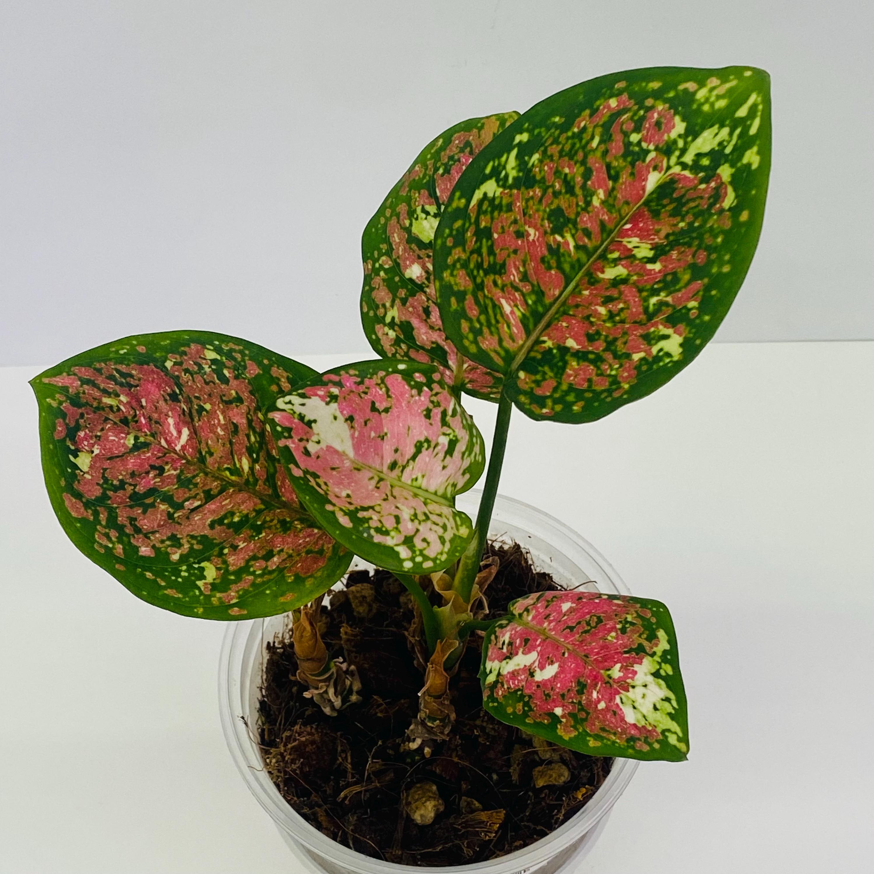 Aglaonema Tricolor Mutated | Rare Pink & White Variegation | Live