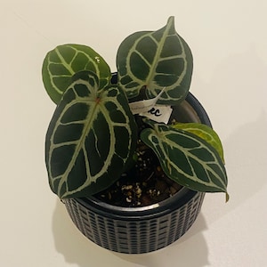 m*o様 アンスリウム King of Spades x Red Crystal Anthurium 