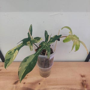 Philodendron Florida Beauty