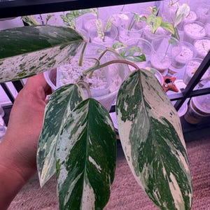 Philodendron Emerald Ice - Etsy