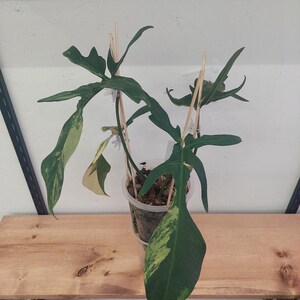 Philodendron Florida Beauty