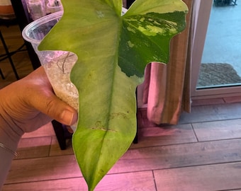 Golden Dragon Mint Variegated – Rare Variegated Houseplant Rooted cutting with a new shoot