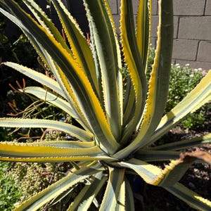 Agave Cornelius - Etsy