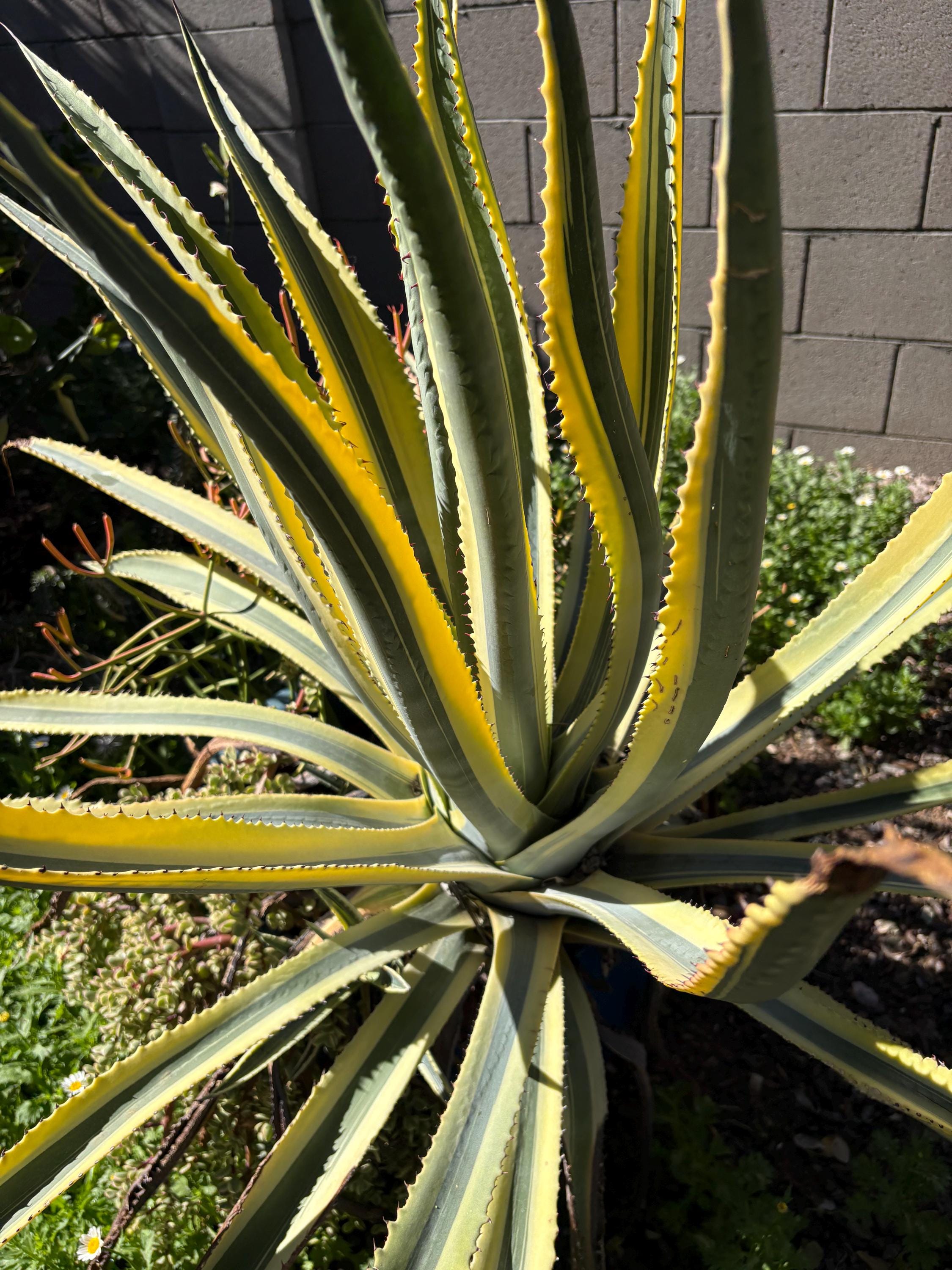 Agave Cornelius - Etsy
