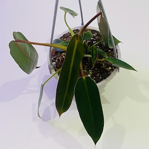 Philodendron Spiritus Sancti 4" Hanging Pot – Stunning Foliage – Live Tropical Plant