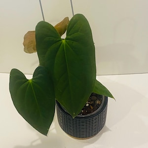 Anthurium Dark Phoenix x Porti Hybrid – 6 Leaf Exact Plant, Rare Exotic Aroid, 6–12″ Leaves