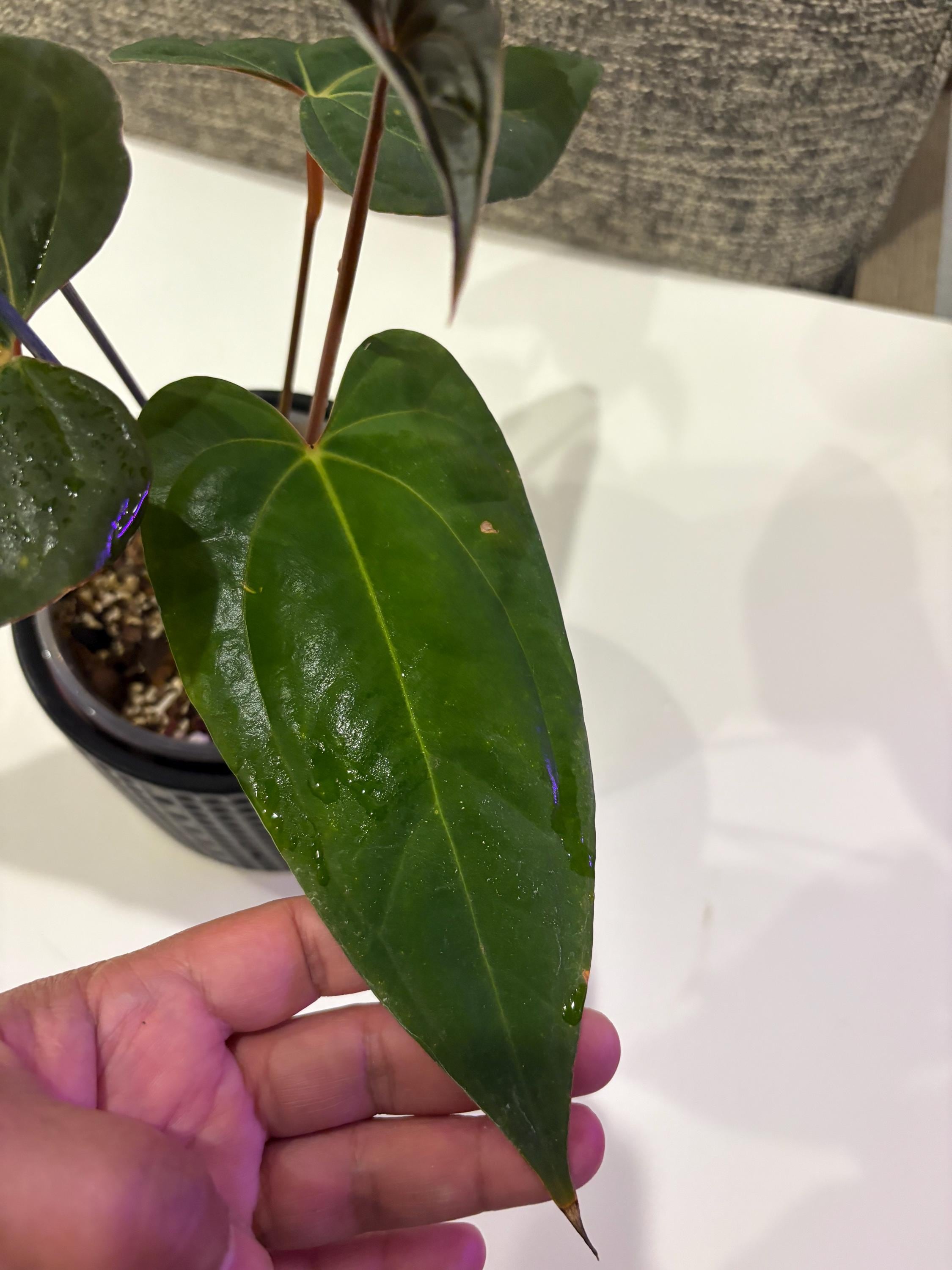 アンスリウム・フーケリー　blood leaf vein アンスリウム・フーケリー blood leaf vein アンスリウム・フーケリー