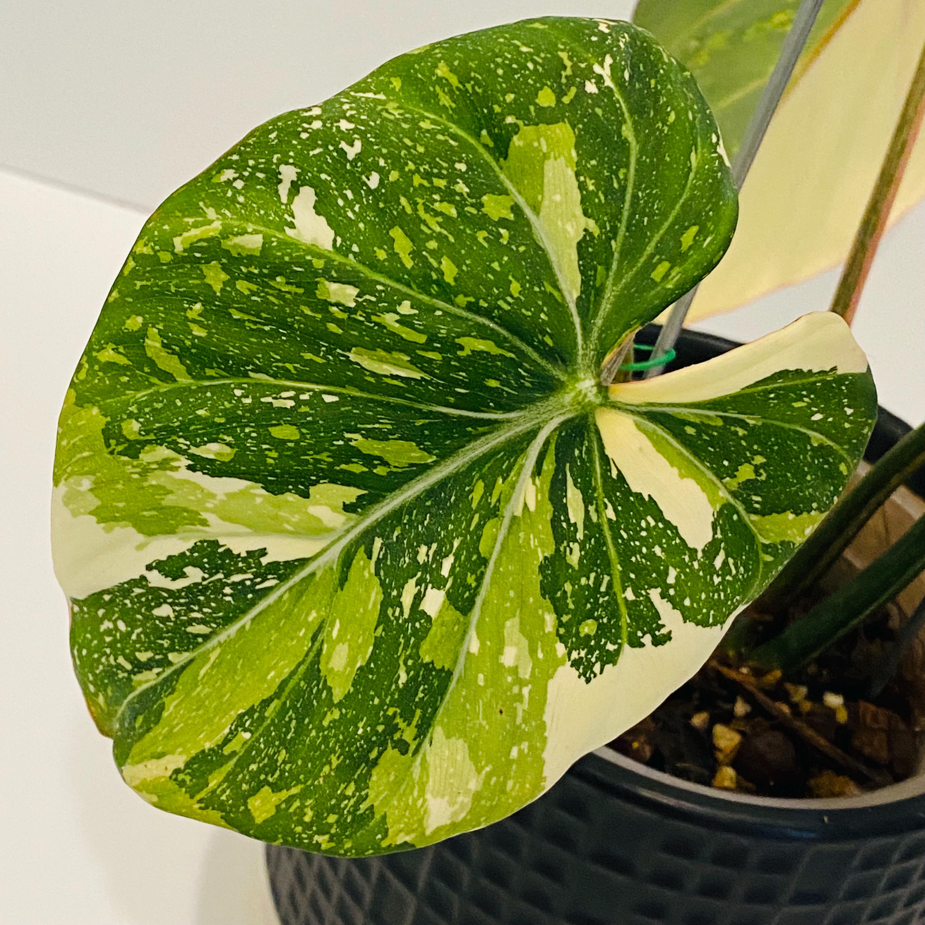 white princess philodendron pflege Philodendron 'White Princess'  Foliage Factory