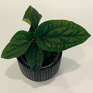 Anthurium Radicans x Luxurians – 6-Leaf Hybrid in Pot | Textured Foliage, Compact Growth, Rare Aroid with Velvety Charm | RPlantAsian