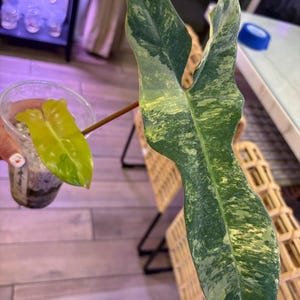 philodendron sun red Philodendron 'Sun Red' – Foliage Factory