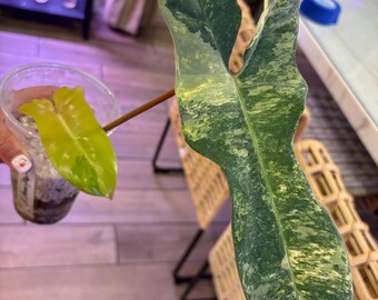philodendron black cardinal variegated Philodendron Black Cardinal Variegated – TerraFlora Global main image 0