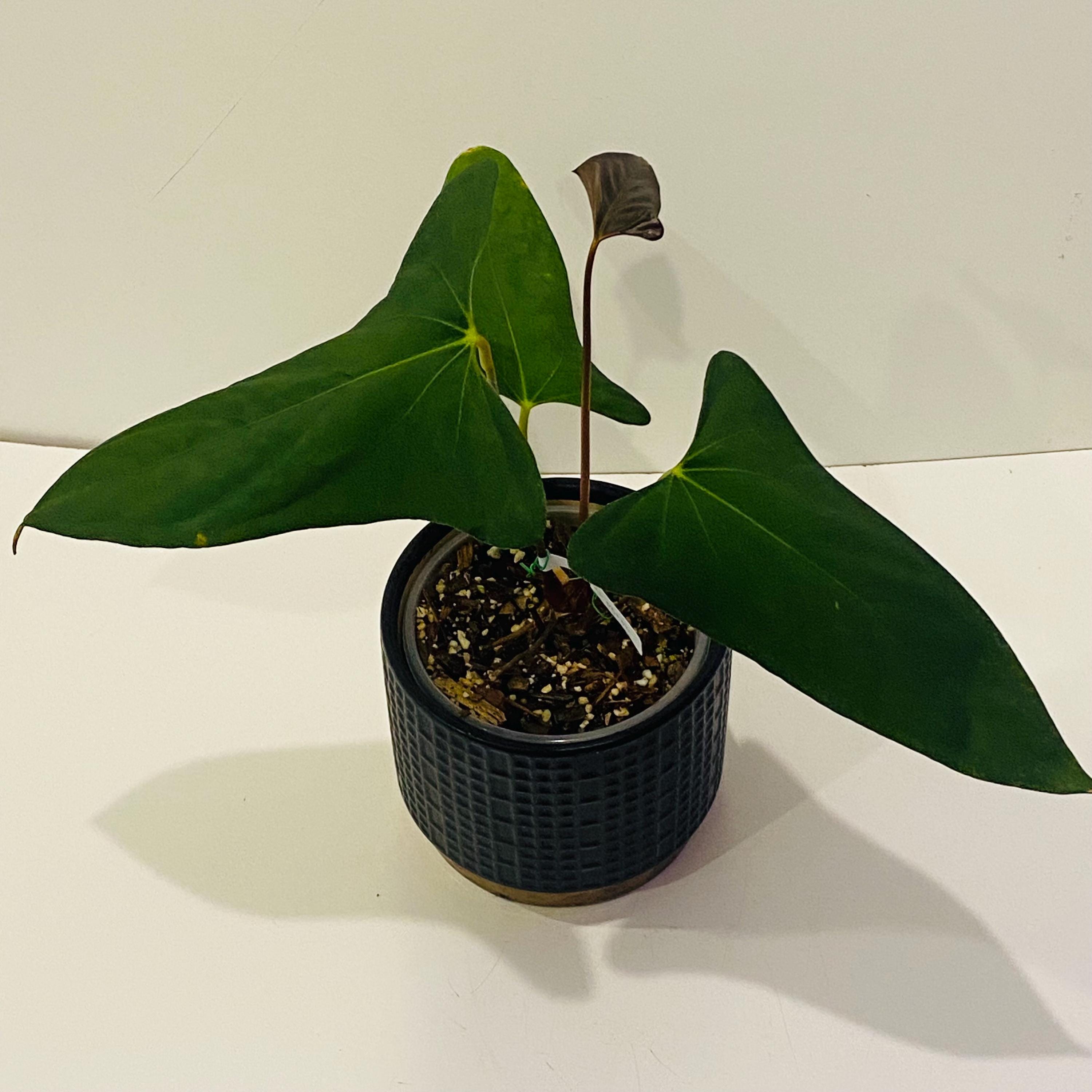 Anthurium Portillae X - Etsy